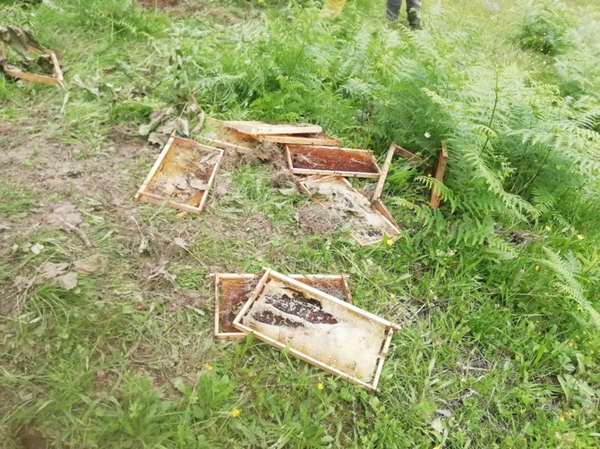 rize’de-ac-kalan-ayilar-kovanlari-parcaladi-(4).jpg