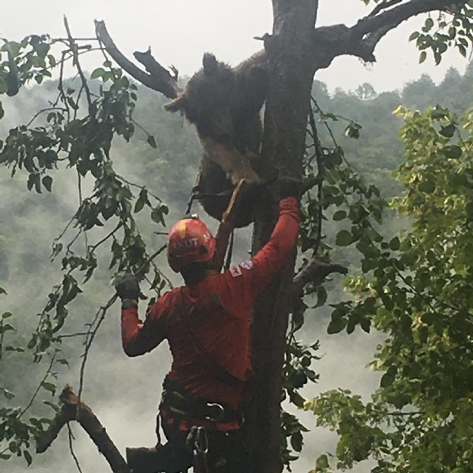 rize’de-agacta-mahsur-kaldigi-fark-edilen-ayi-yavrusu,-akut-ekipleri-tarafindan-kurtarildi-(1).jpg