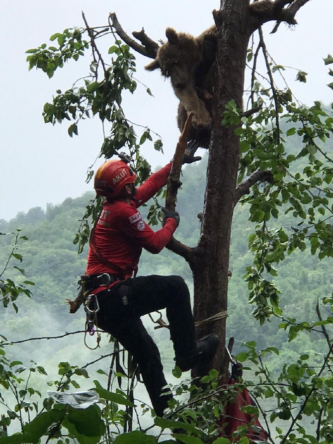 rize’de-agacta-mahsur-kaldigi-fark-edilen-ayi-yavrusu,-akut-ekipleri-tarafindan-kurtarildi-(2).jpg