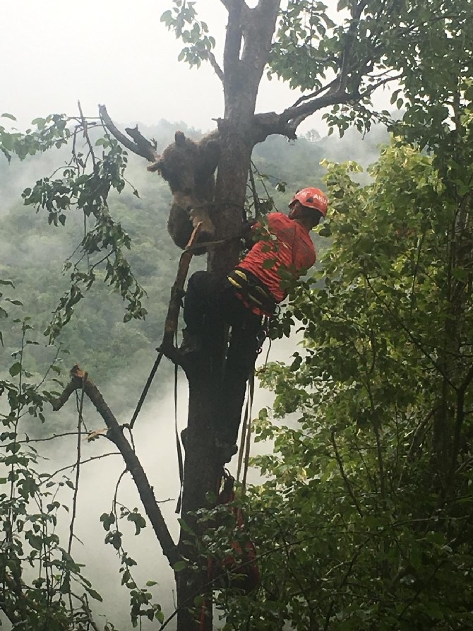 rize’de-agacta-mahsur-kaldigi-fark-edilen-ayi-yavrusu,-akut-ekipleri-tarafindan-kurtarildi-(3).jpg