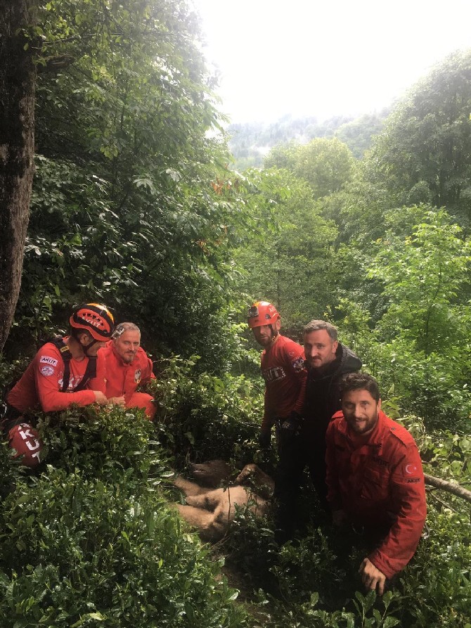 rize’de-agacta-mahsur-kaldigi-fark-edilen-ayi-yavrusu,-akut-ekipleri-tarafindan-kurtarildi-(4).jpg