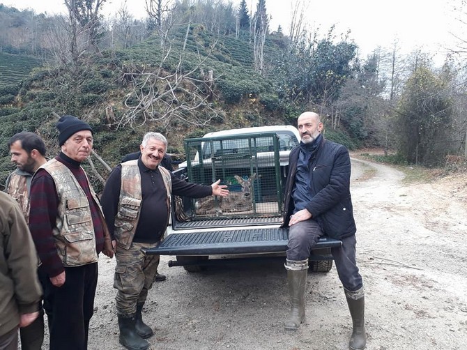rize’de-avcilardan-kacarken-tel-orgulere-sikisan-karacayi-yine-avcilar-kurtararak-milli-parklar-yetkililerine-teslim-etti-(4).jpg