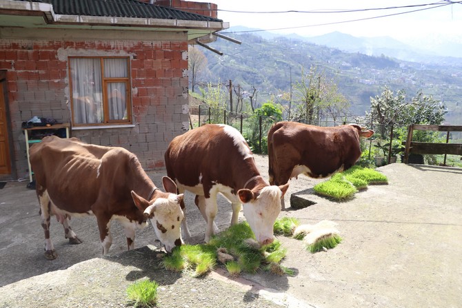 rize’de-emekli-beden-egitimi-ogretmeni-recep-kaya-hobi-olarak-basladigi-hayvanciligi-gelistirerek-simdi-hayvanlari-icin-yem-uretmeye-basladi-(7).jpg