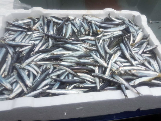 rize’de-hamsi-bereketi-2.jpg