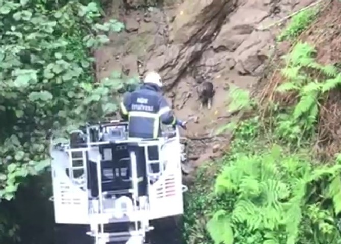 rize’de-itfaiyeden-kopek-kurtarma-operasyonu-(2).jpg