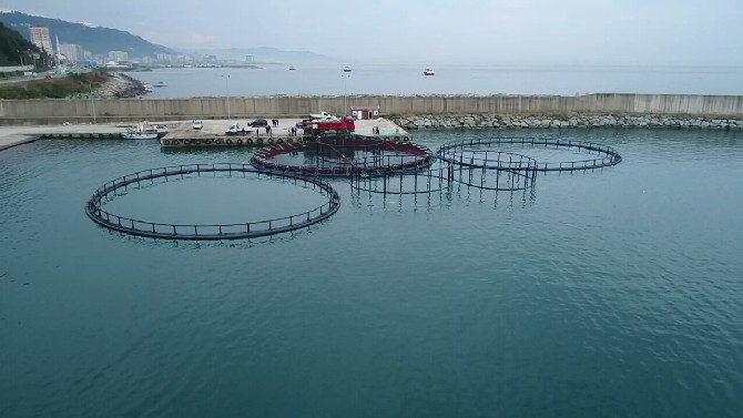 rize’de-kafeslerde-somon-yetistiriciligine-baslandi-(2).jpg