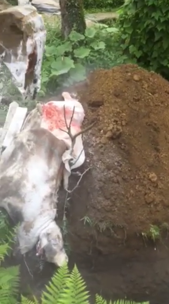 rize’de-tuberkuloz-cikan-9-kurbanin-eti-imha-edildi.jpg