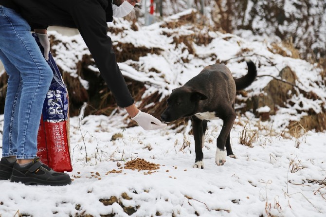 rize-belediyesi-ekipleri,-soguk-hava-ve-kar-yagisi-nedeniyle-sokak-hayvanlari-icin-kentin-bircok-noktasina-yem-ve-mama-birakti-(2).jpg