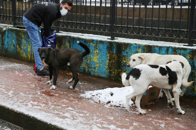 rize-belediyesi-ekipleri,-soguk-hava-ve-kar-yagisi-nedeniyle-sokak-hayvanlari-icin-kentin-bircok-noktasina-yem-ve-mama-birakti-(3).jpg