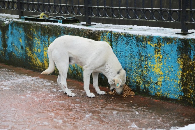 rize-belediyesi-ekipleri,-soguk-hava-ve-kar-yagisi-nedeniyle-sokak-hayvanlari-icin-kentin-bircok-noktasina-yem-ve-mama-birakti-(5).jpg