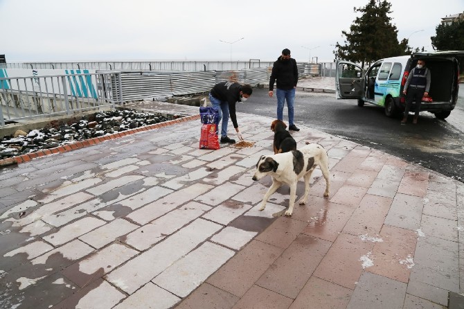 rize-belediyesi-ekipleri,-soguk-hava-ve-kar-yagisi-nedeniyle-sokak-hayvanlari-icin-kentin-bircok-noktasina-yem-ve-mama-birakti-(9).jpg