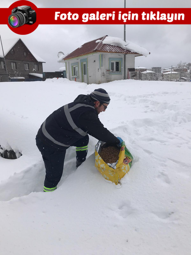 rize-belediyesi-sokak-hayvanlari-icin-yem-ve-mama-dagitti-53.jpg