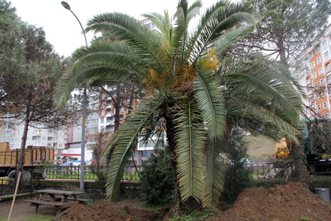 rize-emniyeti-palmiye-agaclarini-tasidi-1.jpg
