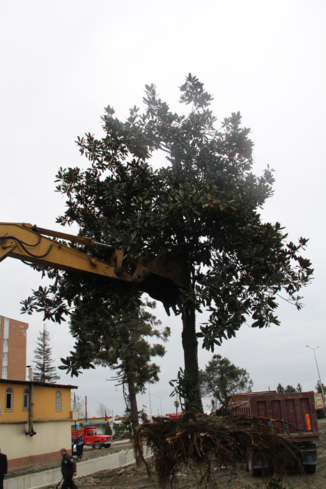 rize-emniyeti-palmiye-agaclarini-tasidi-2.jpg