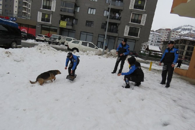 rize-il-emniyet-mudurlugu-toplum-destekli-polislik-sube-mudurlugu-personeli-sokak-hayvanlarini-unutmadi-(2).jpg