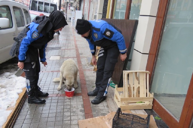 rize-il-emniyet-mudurlugu-toplum-destekli-polislik-sube-mudurlugu-personeli-sokak-hayvanlarini-unutmadi-(4).jpg