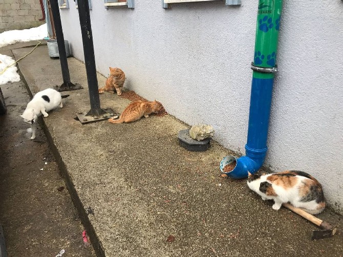 rize-il-ozel-idareden-sokak-hayvanlarina-mama-destegi-4.jpg