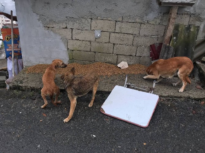 rize-il-ozel-idareden-sokak-hayvanlarina-mama-destegi-5.jpg