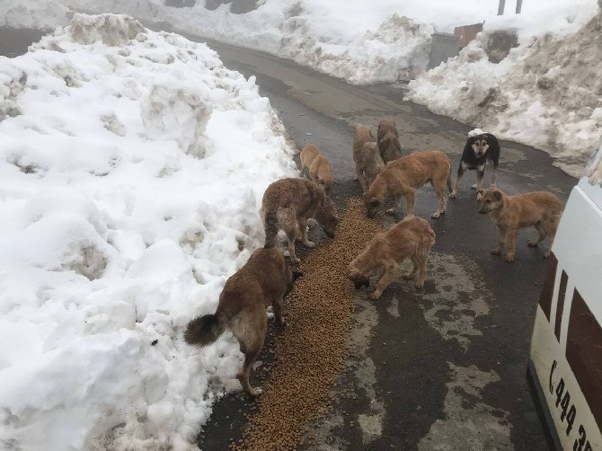 rize-il-ozel-idareden-sokak-hayvanlarina-mama-destegi-7.jpg