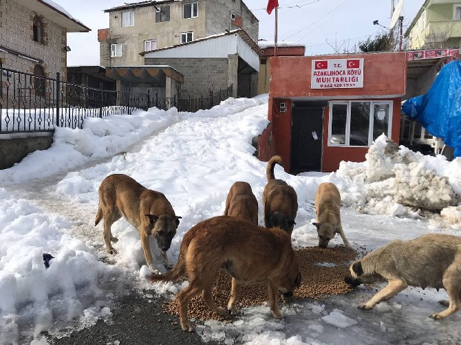 rize-il-ozel-idareden-sokak-hayvanlarina-mama-destegi-8.jpg