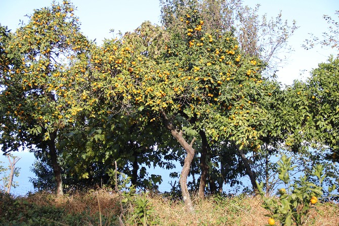 rize-mandalinasi-tescilleniyor-(5).jpg