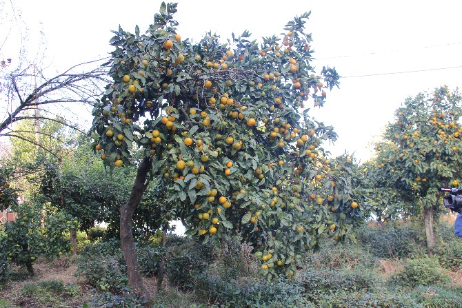 rize-mandalinasi-tescilleniyor-(7).jpg