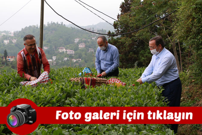 rize-valisi-kemal-ceber-cay-toplamak-icin-rize’ye-gelmek-isteyenlerin-sayisi-36-bine,-gelenlerin-sayisi-7-bine-ulasti.jpg