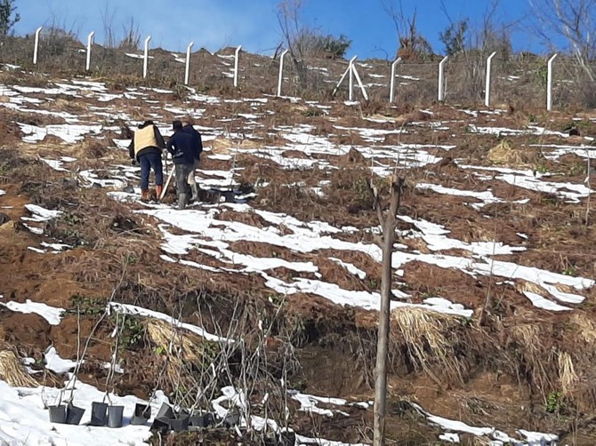 rizede--isirlik-tabiat-parkina-dikilen-fidan-sayisi-20-bini-gecti-(2).jpg