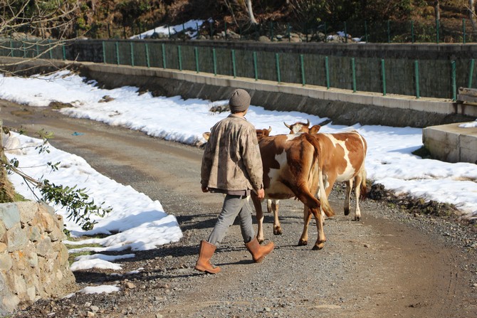 rizede-10-yasinda-sehir-hayatindan-sikilip-koy-hayatini-yasamayi-secen-genc-9-yildir-memnun-sekilde-yasamini-surduruyor-6.jpg