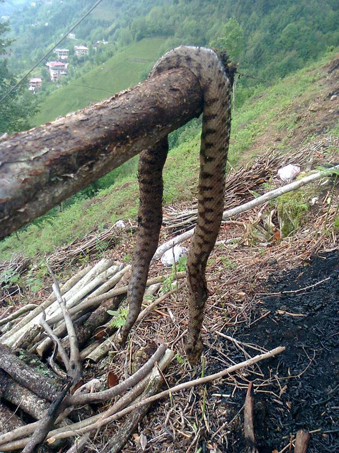 rizede-2.3-metre-uzunlugundaki-yilan-olu-bulundu-(2).jpg