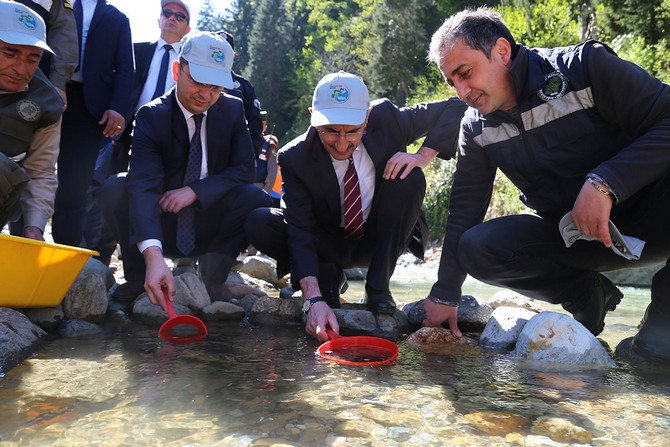 rizede-bir-milyonu-askin-alabalik-derelere-salinacak-(5).jpg