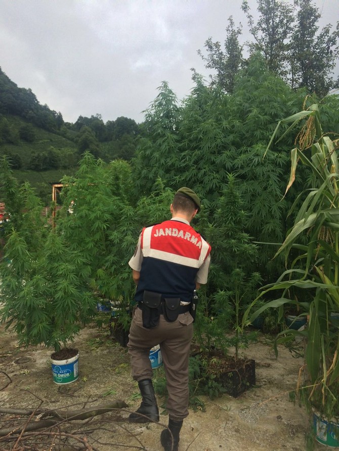 rizede-jandarmandan-uyusturucu-operasyonu-(5).jpg