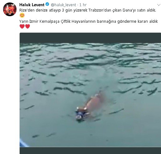 rizede-kacarak-denizde-yuzen-kurbanlik-danayi-haluk-levent-satin-aldi.-unlu-sanatci-danayi-izmirdeki-hayvan-barinagina-gonderecek.jpg