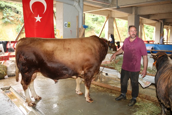 rizede-kurban-pazarinda-1-ton-600-kilogramlik-kurbanlik-asya-alicisini-bekliyor-(1).jpg