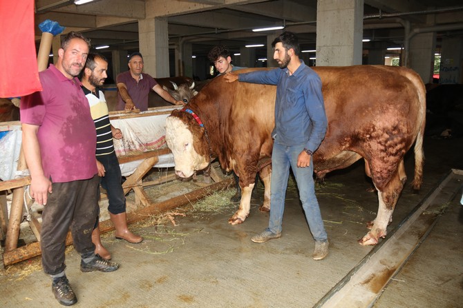 rizede-kurban-pazarinda-1-ton-600-kilogramlik-kurbanlik-asya-alicisini-bekliyor-(3).jpg