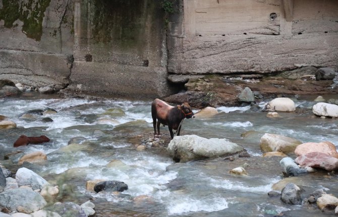 rizede-kurbanlik-boga-dereye-dustu-(1).jpg