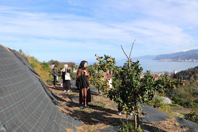 rizede-mandalina-hasadi-recep-tayyip-erdogan-universitesi-rteu-ogrencilerinin-de-katilimi-ile-basladi-3.jpg