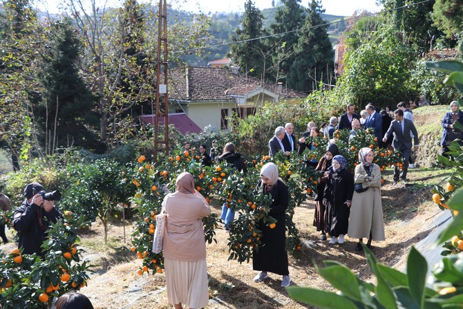 rizede-mandalina-hasadi-recep-tayyip-erdogan-universitesi-rteu-ogrencilerinin-de-katilimi-ile-basladi-5.jpg