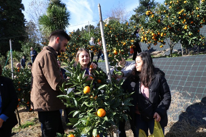 rizede-mandalina-hasadi-recep-tayyip-erdogan-universitesi-rteu-ogrencilerinin-de-katilimi-ile-basladi-6.jpg