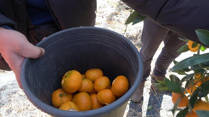 rizede-mandalina-hasadi-recep-tayyip-erdogan-universitesi-rteu-ogrencilerinin-de-katilimi-ile-basladi-7.jpg
