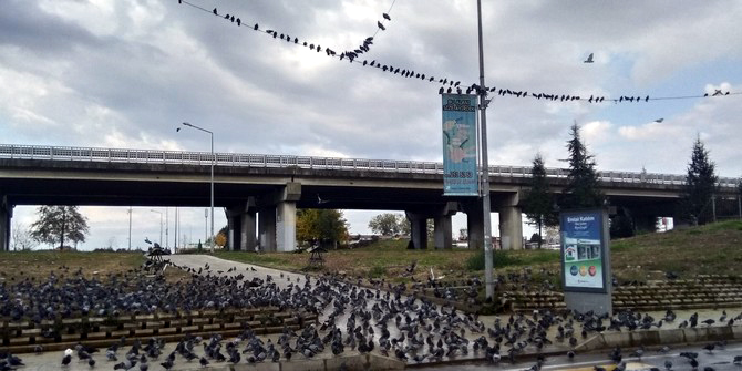 rizede-menderes-bulvari-guvercinlere-kaldi-(1).jpg