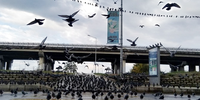 rizede-menderes-bulvari-guvercinlere-kaldi-(11).jpg