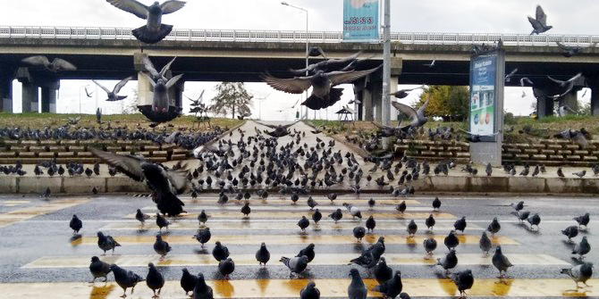 rizede-menderes-bulvari-guvercinlere-kaldi-(13).jpg