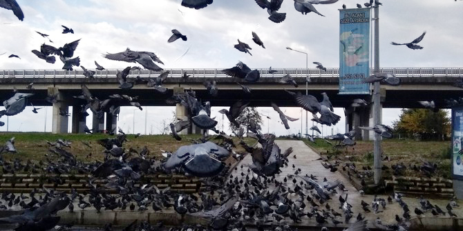 rizede-menderes-bulvari-guvercinlere-kaldi-(16).jpg