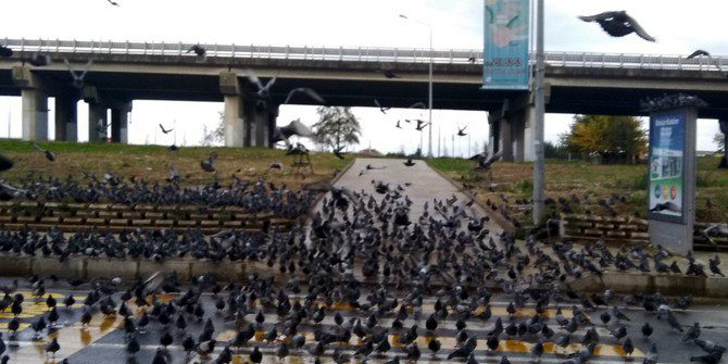 rizede-menderes-bulvari-guvercinlere-kaldi-(18).jpg