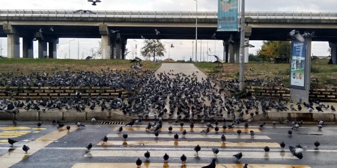 rizede-menderes-bulvari-guvercinlere-kaldi-(8).jpg