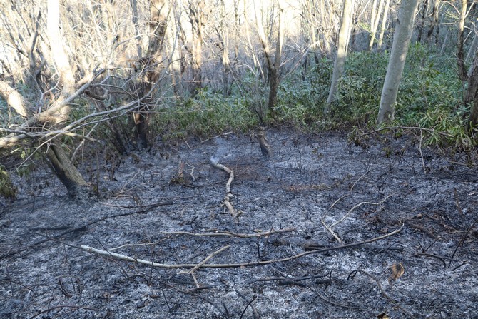 rizede-ormanlik-alanda-yangin-(3).jpg