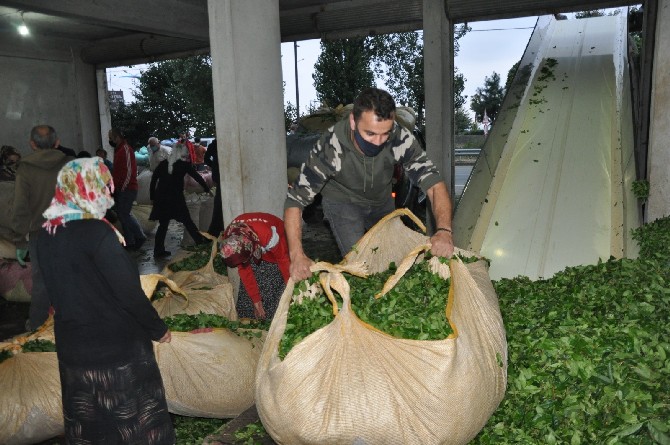 rizede-ozel-sektor-yas-cay-alimlarini-surduruyor-(6).jpg