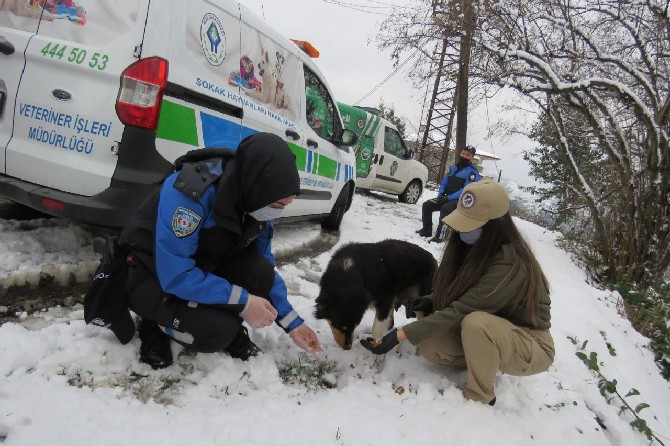 rizede-polis-ekipleri-kar-nedeniyle-yiyecek-bulamayan-sokak-hayvanlarini-unutmadi-(4).jpg