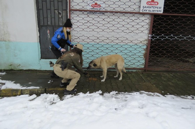 rizede-polis-ekipleri-kar-nedeniyle-yiyecek-bulamayan-sokak-hayvanlarini-unutmadi-(6).jpg